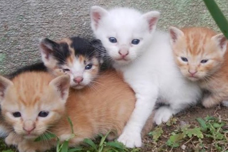 保護猫 支援 猫保護活動への支援 鉛筆画 A5 [地域ねこサポート会ちくしの 福岡県 筑紫野市 21761294] 