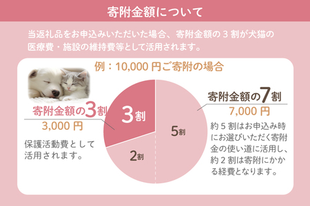 保護猫 支援 猫保護活動への支援 ポストカード [地域ねこサポート会ちくしの 福岡県 筑紫野市 21761293] 