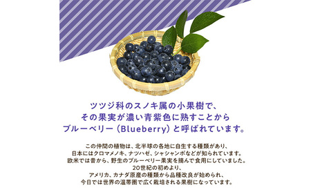 【浜松市産】ブルーベリー 約100g×5パック 計約500g 甘酸っぱい アントシアニン 食物繊維 ビタミン ミネラル 抗酸化作用 腸内環境改善 美容 美肌 健康 静岡県 浜松市