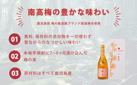 うまかぞー九州 本格梅酒 梅乙姫 720ml 梅酒 KN163-002 酒