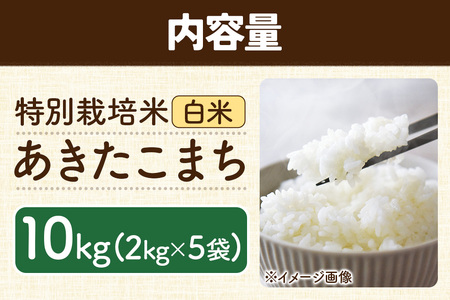 秋田県 横手市 【白米】令和7年産 秋田県産 特別栽培米 あきたこまち 10kg（2kg×5袋）