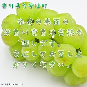 多度津町産 瀬戸ジャイアンツ　約1.2kg【令和8年9月上旬頃より発送！】【A-45】