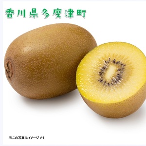 香川県オリジナルキウイフルーツ『さぬきゴールド』約3kg【予約受付中！令和8年10月中旬頃から発送】【B-17】
