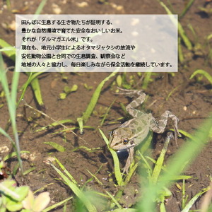【令和7年産】世羅 ダルマガエル米 白米 6kg(2kg×3袋) お米 ごはん ご飯 米 世羅産 世羅米 あきろまん A055-06