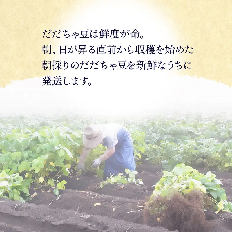 【令和8年産先行予約】 木村九八郎の朝採り！新鮮！だだちゃ豆 「早生」 1kg（500ｇ×2袋） 山形県鶴岡市産　K-829
