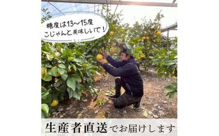 【先行予約】訳あり 温室土佐文旦 家庭用 5kg (8~12玉）〈2026年12月上旬から発送〉/文旦 ぶんたん ブンタン 土佐文旦 ハウス栽培 甘い 柑橘 フルーツ 果物 ご当地 産地直送 お取り寄せ【土佐文旦の藤岡】 [BQBJ005]