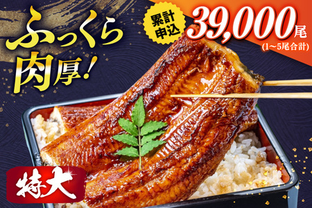 【定期便3回】 うなぎ 蒲焼 国産 特大 2尾 [um40bak830018] うなぎ