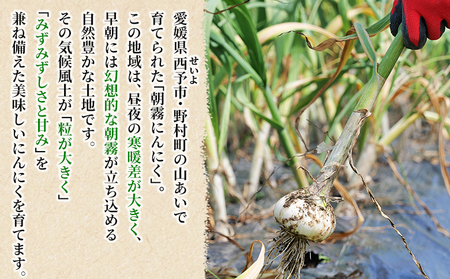 ＜西予市産 朝霧にんにく（乾燥小袋）1袋20g入り 15袋セット＞ 国産 ニンニク 小分け 15袋 セット 愛媛県産 野菜 やさい ドライ 大粒 ストック 薬味 特産品 ノムランド 愛媛県 西予市【常温】『2026年7月頃より順次発送予定』NNM0004