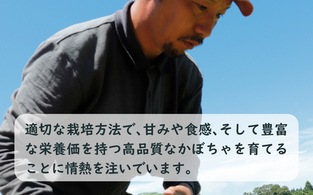 【先行予約】奥能登 穴水産 「赤土 夏かぼちゃ」約10kg（約4～7個）【2026年8月頃より順次発送】|  南瓜 カボチャ 甘い