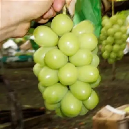 【2026年発送】数量限定ぶどう三色セット(クインニーナ、シャインマスカット、ピオーネ)2kg【配送不可地域：離島】【1670538】
