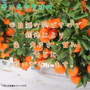 小原紅早生みかん』約5kg【予約受付中！令和8年11月下旬より発送