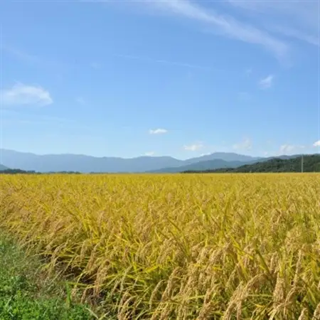 長野県産特別栽培米 ミルキークイーン10kg【1651028】