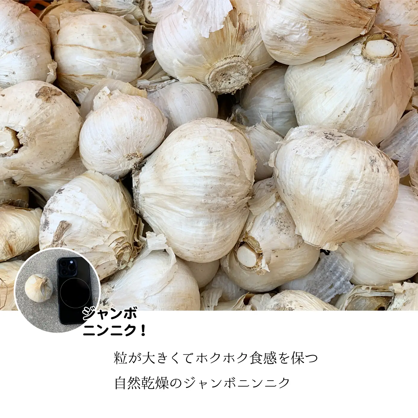 【先行予約】ひでちゃんのジャンボニンニク（バラ）1kg