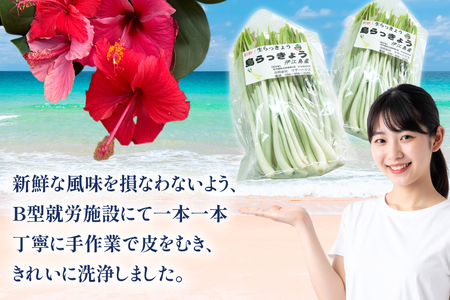 【期間限定発送】島らっきょう 生 皮むき 250g 4袋 計 1kg [ミュージアム 沖縄県 伊江村 ie47bde230011]