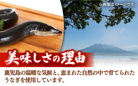訳あり うなぎ 蒲焼 3尾 [ADAH048] 鹿児島産 