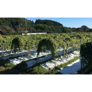 大田原産　自然薯（カット品）600ｇ［常温発送］