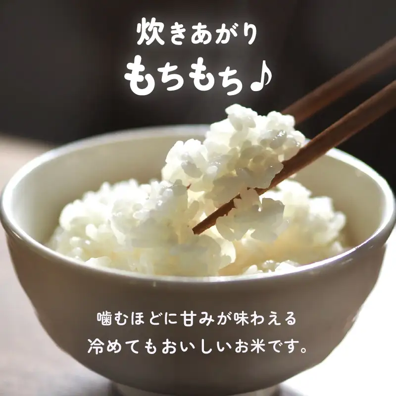【令和7年産】お米 こしひかり 5kg（精米） 福井県産【人気品種】 [e47-a007]