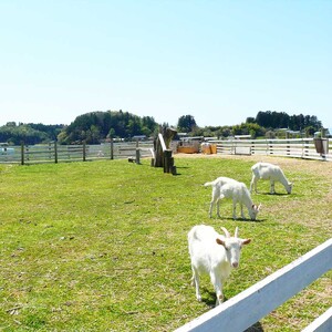 伊豆沼ラムサール広場キャンプ場 利用券 ＜1泊×2枚＞ ラムサール広場 宿 宿泊 キャンプ アウトドア 旅行 利用券 観光 グルメ 家族旅行 伊豆沼ハム ウインナー ソーセージ【有限会社伊豆沼農産】tm443