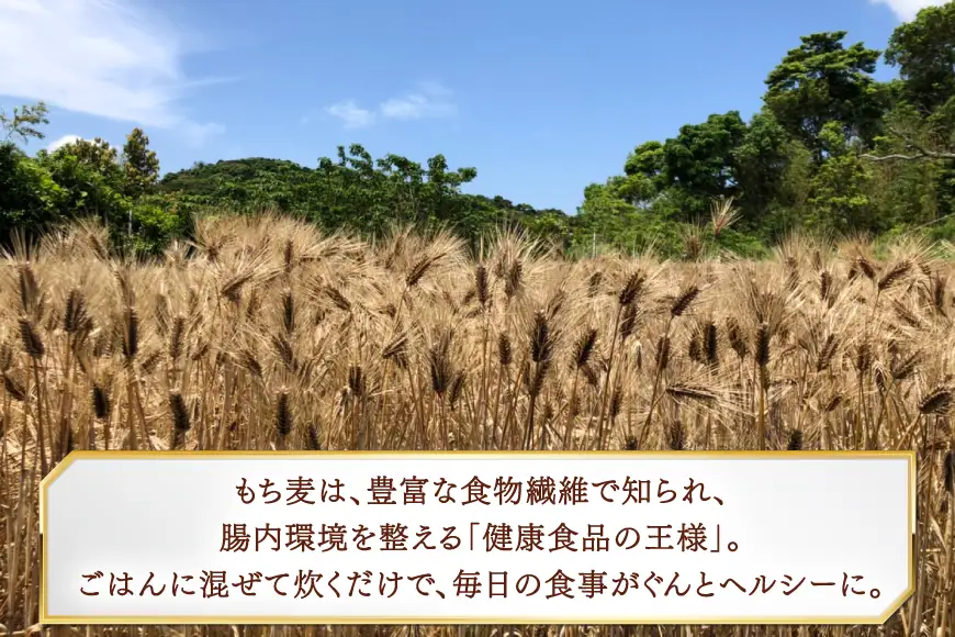 【簡単！米に混ぜて炊くだけ！】もち麦 1kg [エコファーム永田 長崎県 平戸市 hr42bgy400000]