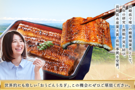 うなぎ 国産 蒲焼 長崎県産 おうごんうなぎ 松 セット 約1kg 6尾～8尾 3回 定期便 総計 約3kg [松永水産 長崎県 平戸市 hr42bgy400019]