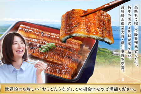 うなぎ 国産 蒲焼 長崎県産 おうごんうなぎ 約300g 2尾～3尾 3回 定期便 総計 約900g [松永水産 長崎県 平戸市 hr42bgy400032]