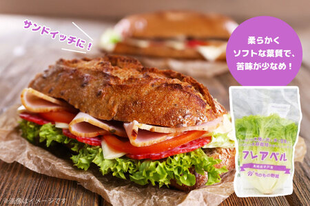 レタス 水耕栽培 4種 12袋 セット 6回 定期便 総計72袋 食べ比べ 詰め合わせ [モロフジファーム 長崎県 平戸市 hr42bgy420230]