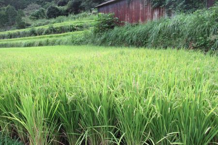 米 白米 ねしこ 棚田米 5kg 【期間限定発送】 [しげさん農園 長崎県 平戸市 hr42bgy420404]