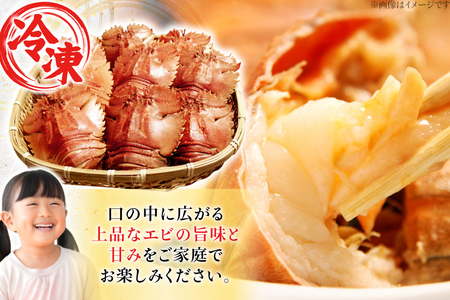 エビ 海鮮 刺身 平戸 ウチワエビ 2～6尾 500g [平戸さくら水産 長崎県 平戸市 hr42bgy420360]