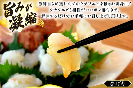 うちわえび エビ 海老 国産 刺し身 冷凍 ウチワエビ 刺身 約170g (ポン酢付) [ひばり 長崎県 平戸市 hr42bgy420060]