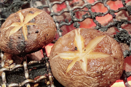 きのこ しいたけ きくらげ 椎茸菌床 生椎茸 生きくらげ セット [きのこ屋 長崎県 平戸市 hr42bgy410092]
