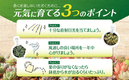 多肉植物 デビューセット KN169-001 植物