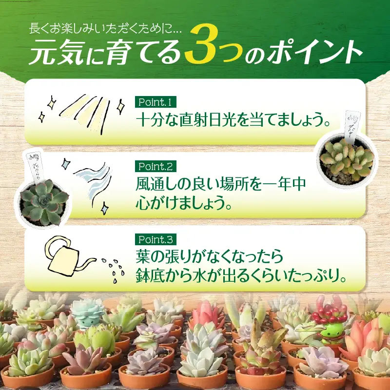おまかせ 多肉植物 アソート 【 3種 】 KN169-002-01 植物