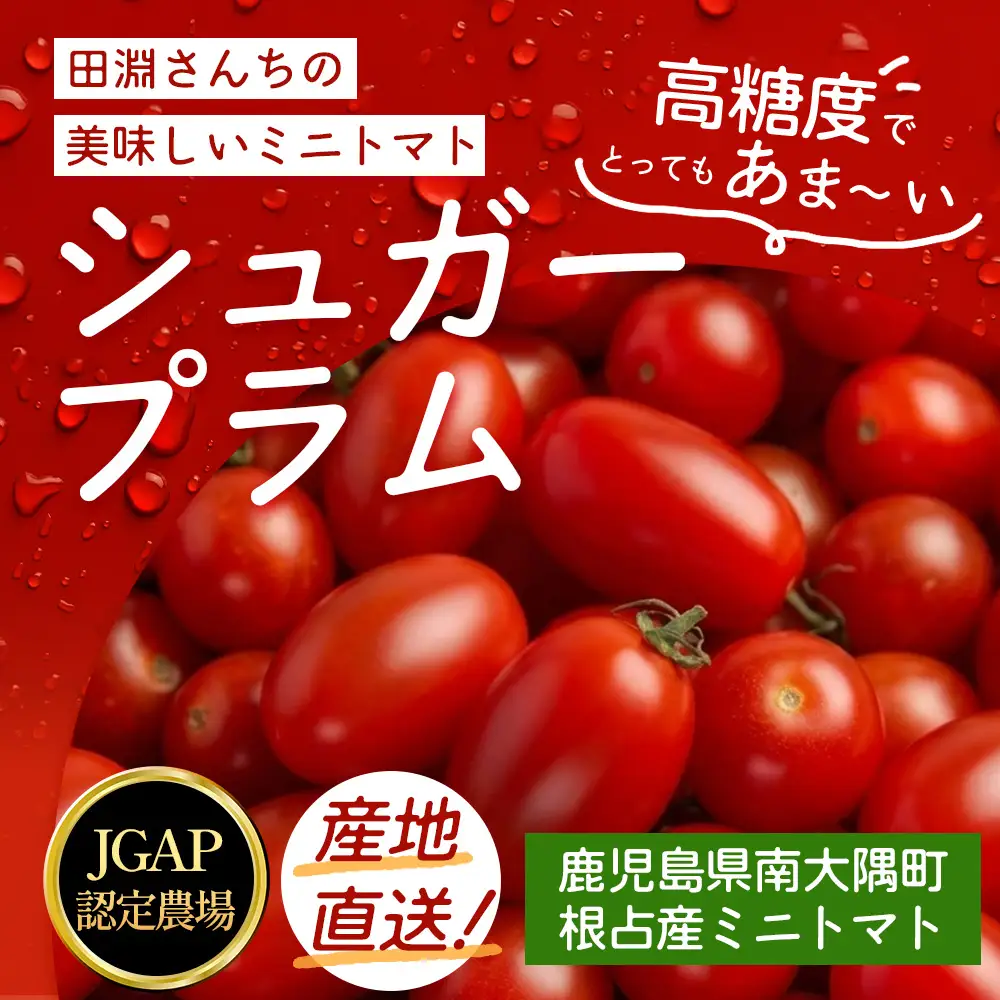 [数量限定]ミニトマト２種食べ比べセット(350g×２種) GP-3｜ミニトマト 野菜 やさい 食品 人気 おすすめ 美味しい 産地直送 小鈴 シュガープラム 食べ比べ セット