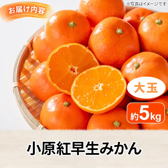 ＜先行予約！2026年12月上旬以降順次発送予定＞香川県産 小原紅早生みかん(約5kg/大玉) 国産 果物 ミカン 【man359】【Aglio nero】
