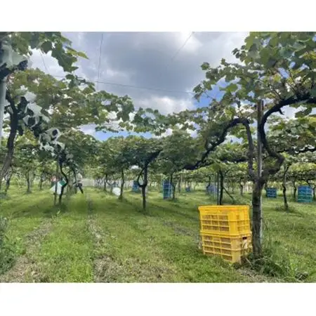 ねこかぶり 2021【配送不可地域：離島】【1633271】