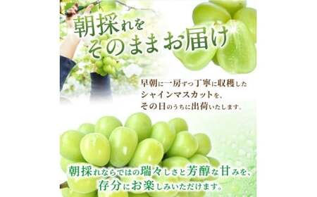 朝摘み！ シャインマスカット 秀品2房（約1.2kg）【2026年8月末から9月末順次発送予定】【kgr035】