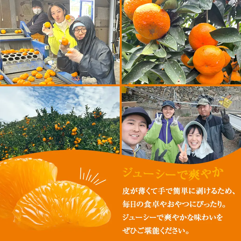 訳あり 温州みかん 約2kg 2S～2Lサイズ混合［2026年11月より順次発送予定］