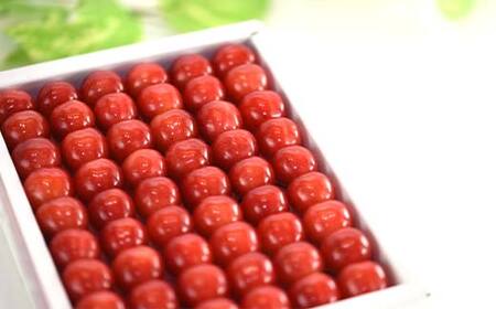 さくらんぼ 佐藤錦 300g L玉 特秀 手詰めギフト 山形県産 化粧箱入り 【令和8年度 先行予約】 FSY-2263