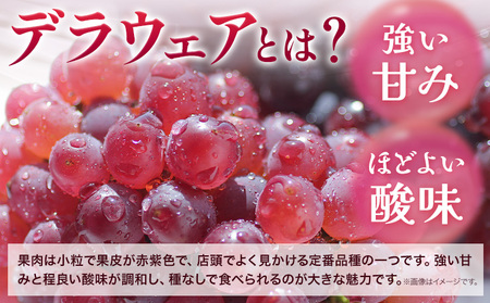 デラウェア ご家庭用デラウェア 約1.5kg