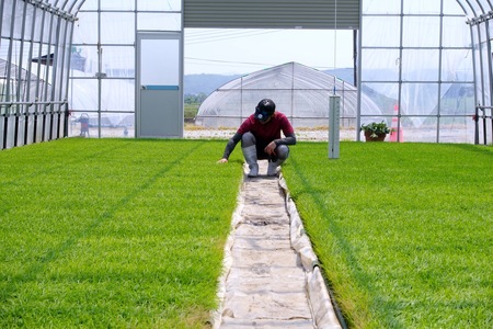 【先行予約】 お米 米 新米 令和8年産 もち米 ヒメノモチ 3kg 大石田町産 fa-mkhia3