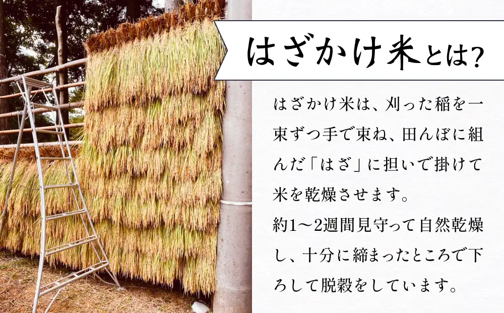 【先行予約】 令和8年産 富山県産 コシヒカリ はざかけ米 5kg 恋米（ここまい） ー天風穂（あまほ）ー ＜2026年10月初旬以降 順次発送予定＞