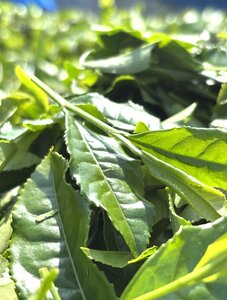 【高島屋選定品】＜川原製茶＞煎茶と急須セット 玉露・深蒸し煎茶 三重県 多気町 TSY-04-05