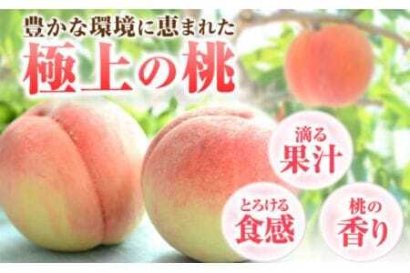 桃 紀の里の桃【2回定期便】約2kg×2回