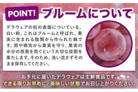 デラウェア 厳選デラウェア 約500g