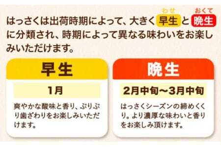 はっさく八朔 約9kg