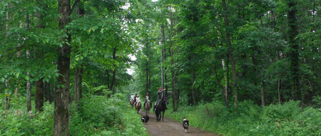 八ヶ岳南麓 お手軽に乗馬レッスンと外乗のセットプラン（90分コース） [h008]