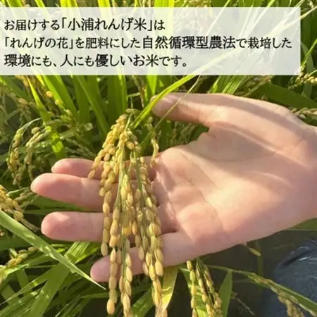 2025年産(令和7年産)!日高町小浦の無洗米「小浦れんげ米」5kg【1680206】