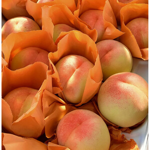 岡山市産 清水白桃 ご家庭用 大玉3玉 ＜2026年7月上旬～8月下旬頃出荷＞