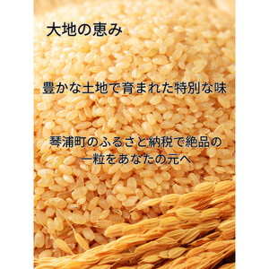 【玄米】令和7年産 コシヒカリ5kg|こしひかり