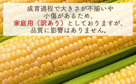 【令和8年6月中旬発送開始】トウモロコシ ２０本 家庭用 yr-0077